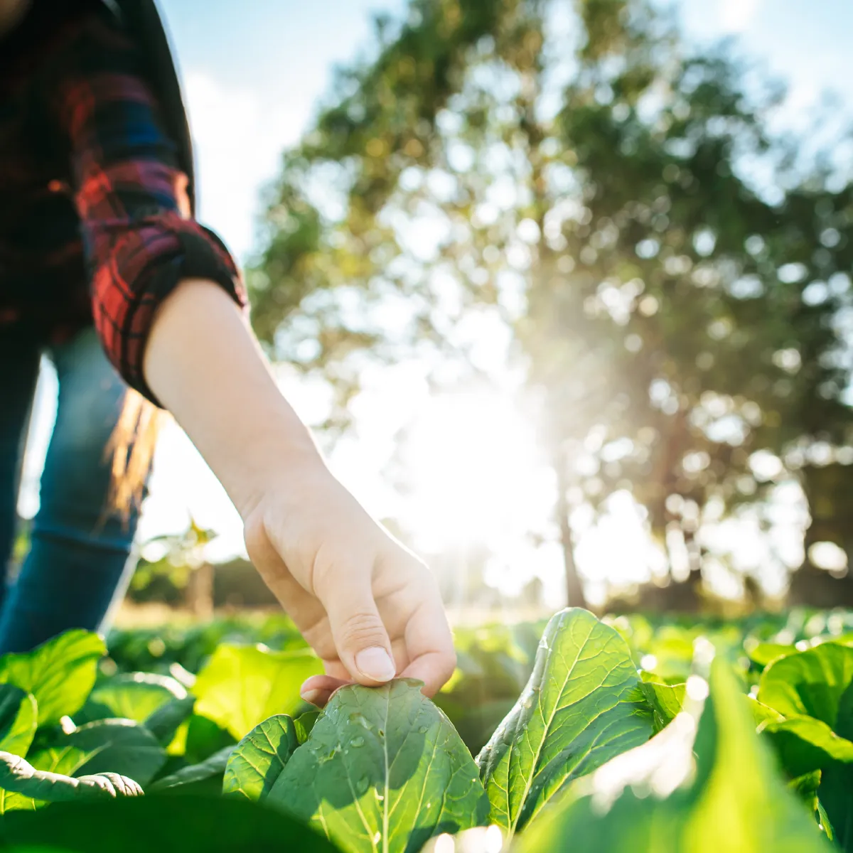 農作物の状態を確認する人