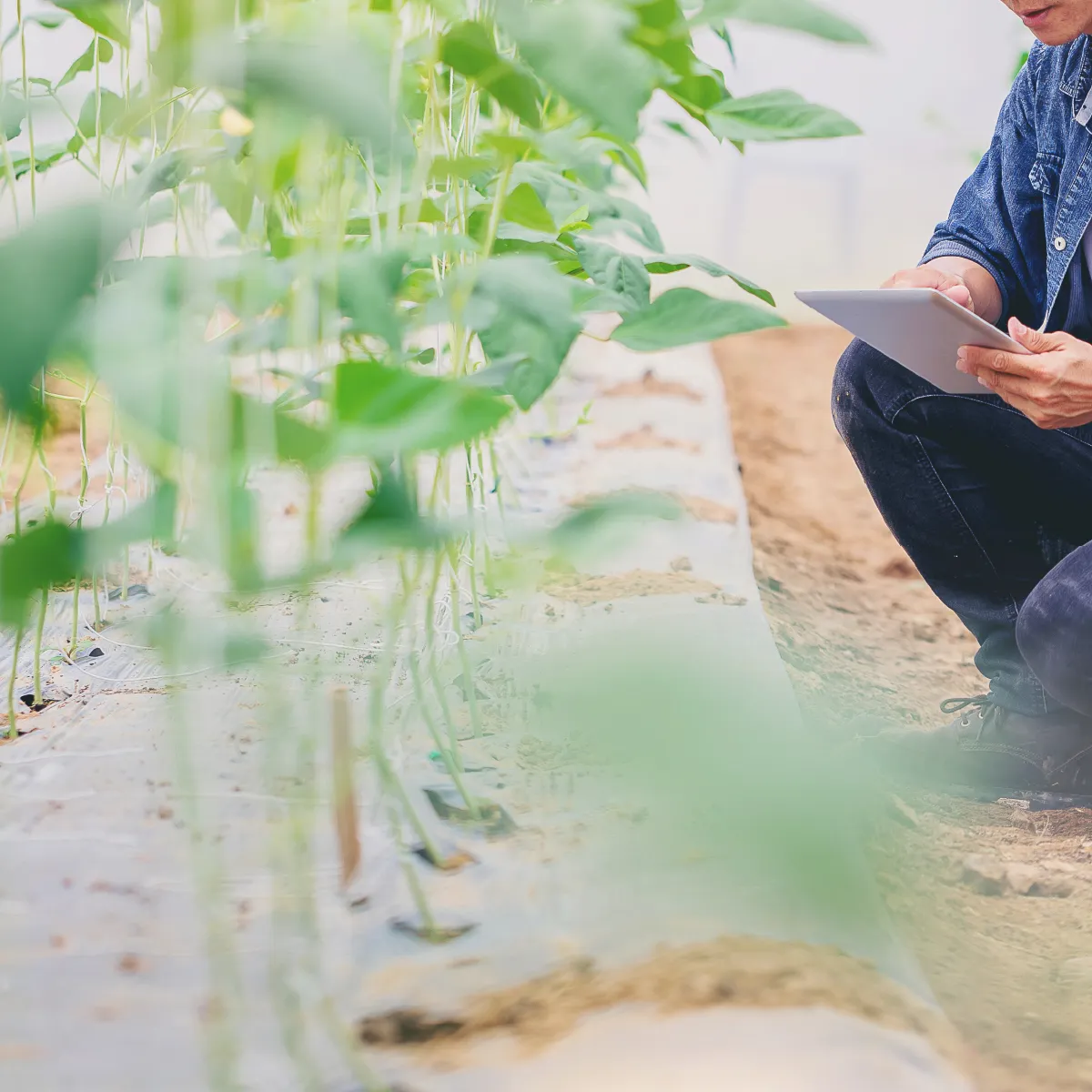 農作物の状態を確認する人
