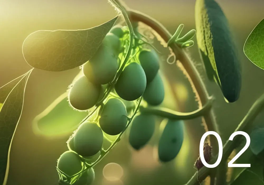 エンドウ豆の画像